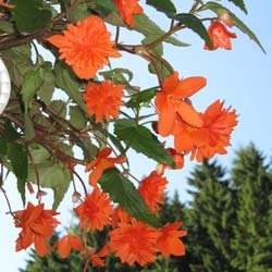Begonia Colgante Naranja